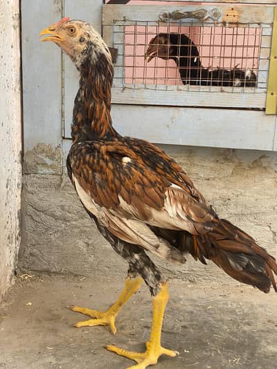 pure  high quality aseel 2 pathay for sale
