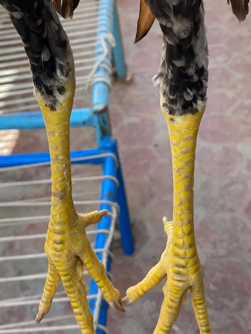 pure  high quality aseel 2 pathay for sale — photo 3