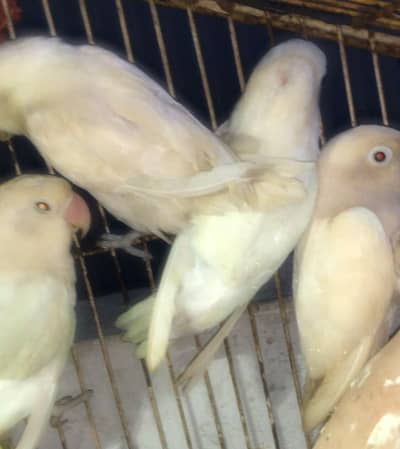 9pc love birds brider pair