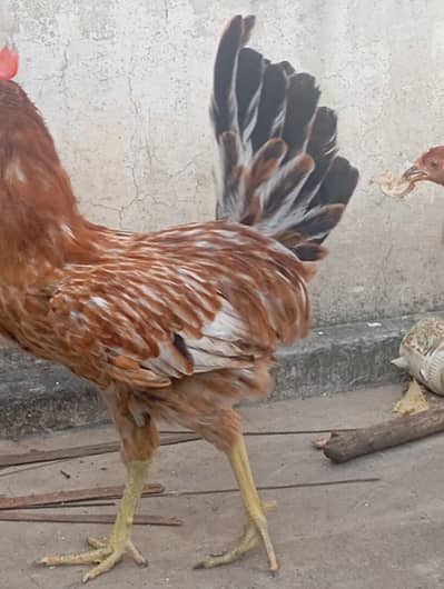 3 Cock, 2 hen  (young pathay, patjiyan)