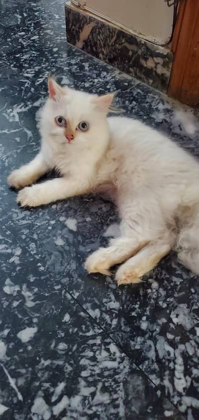 triple coat Persian kitten with blue eyes