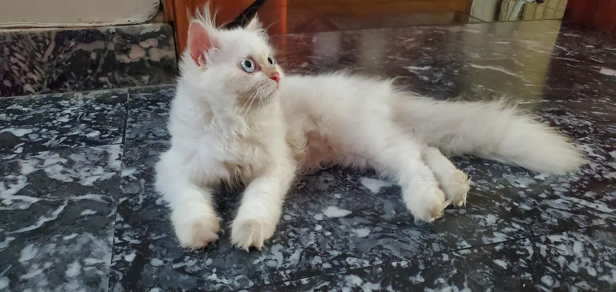 triple coat Persian kitten with blue eyes — photo 2