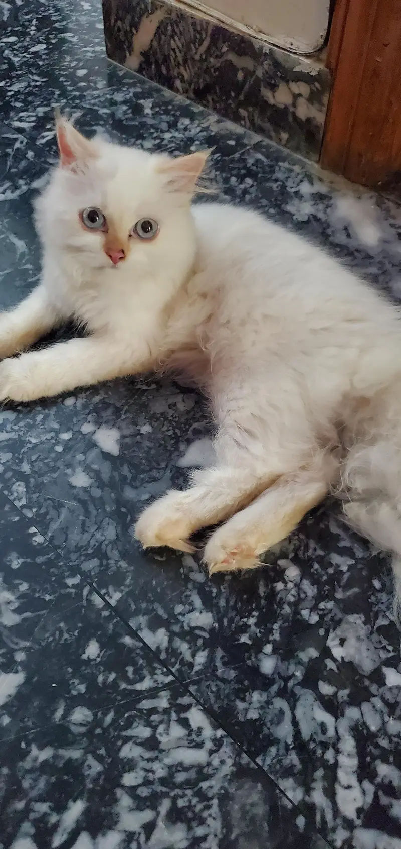 triple coat Persian kitten with blue eyes — photo 3