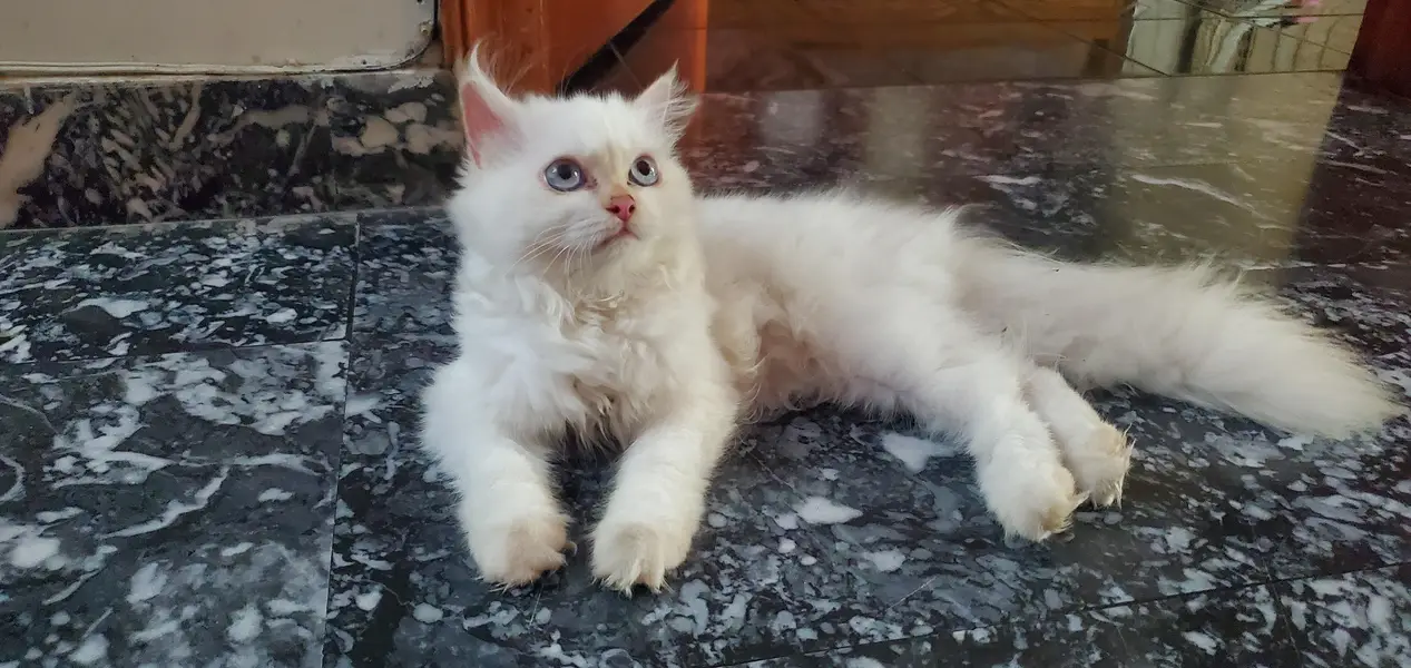 triple coat Persian kitten with blue eyes — photo 4