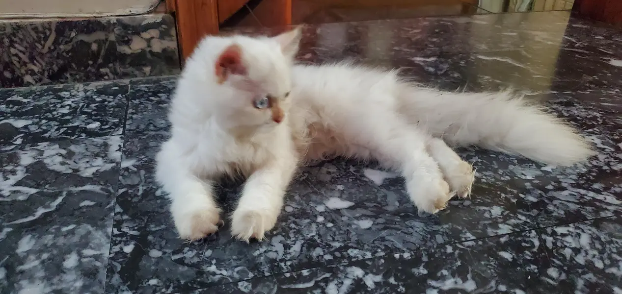 triple coat Persian kitten with blue eyes — photo 5