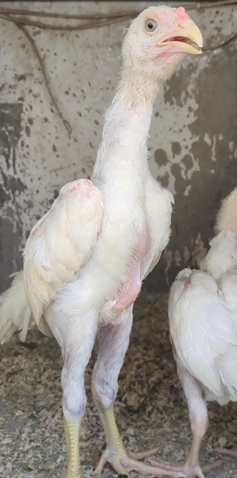 white shamo chicks|German shamo|o shamo| aseel chicks| king size shamo — photo 3