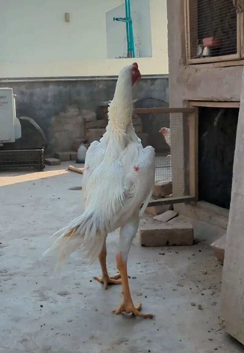 white shamo chicks|German shamo|o shamo| aseel chicks| king size shamo — photo 5