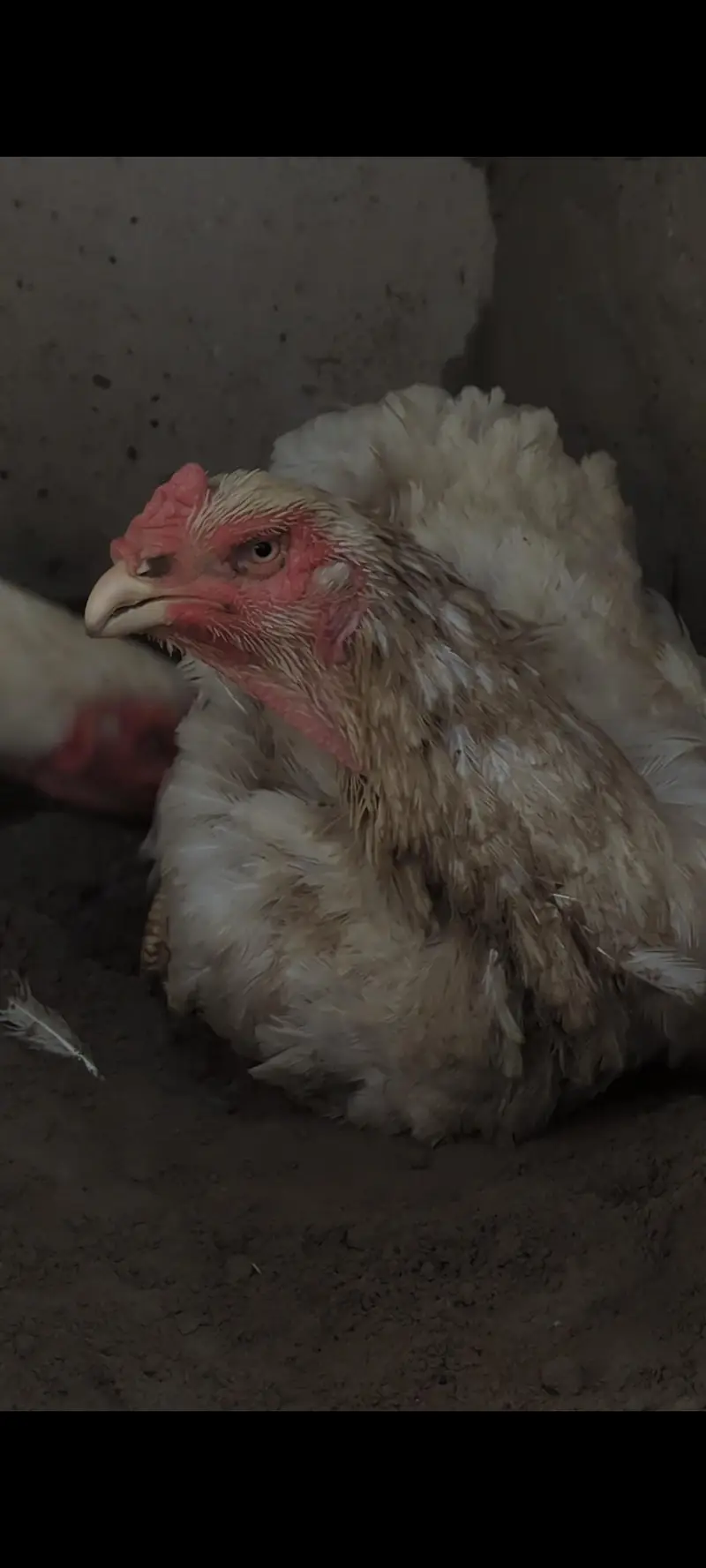 white shamo chicks|German shamo|o shamo| aseel chicks| king size shamo — photo 6