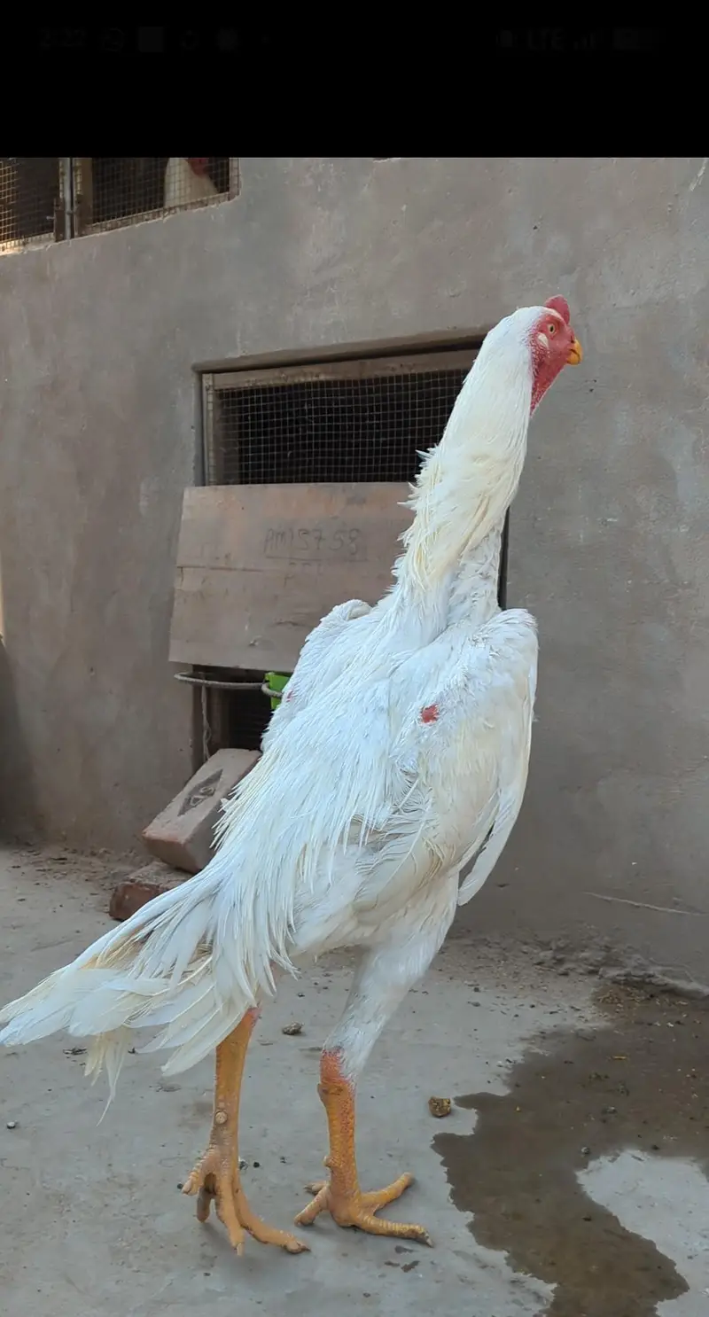 white shamo chicks|German shamo|o shamo| aseel chicks| king size shamo — photo 7