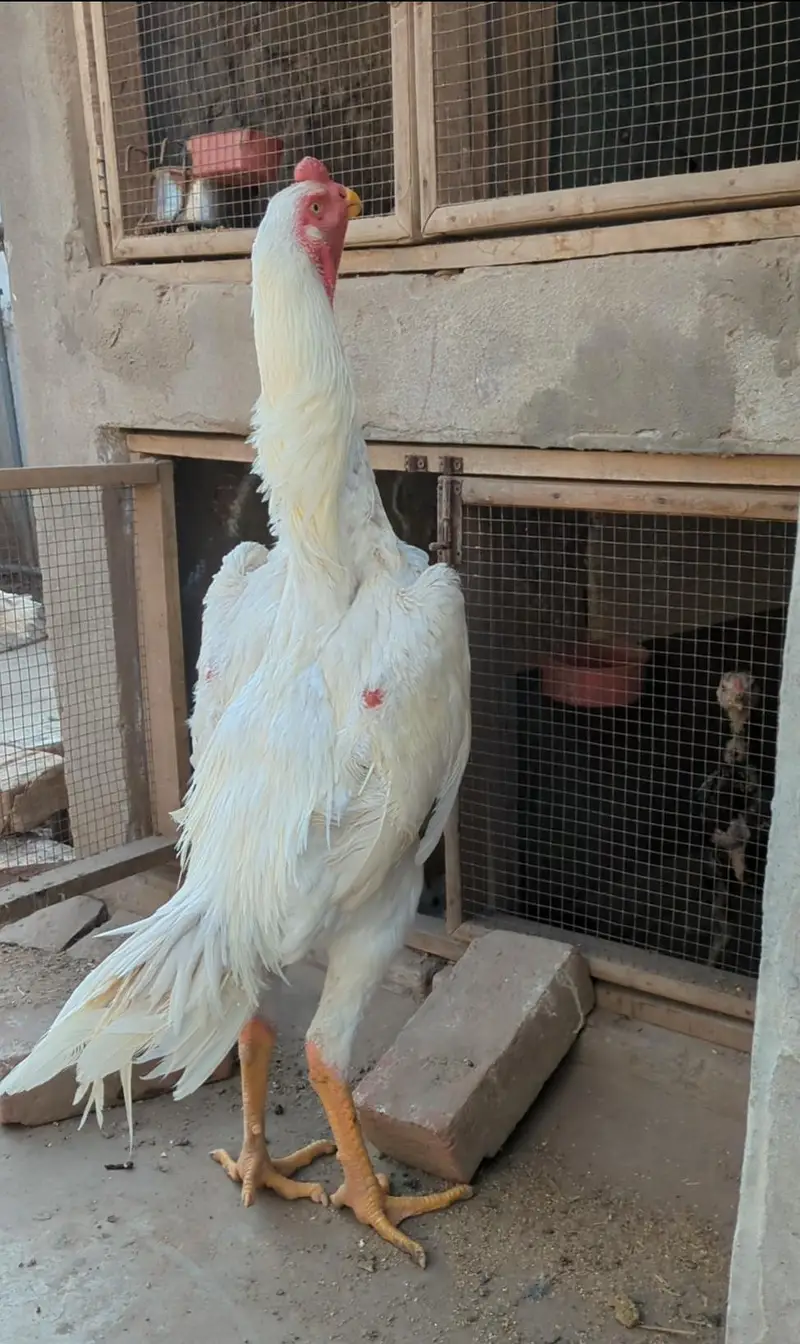 white shamo chicks|German shamo|o shamo| aseel chicks| king size shamo — photo 8