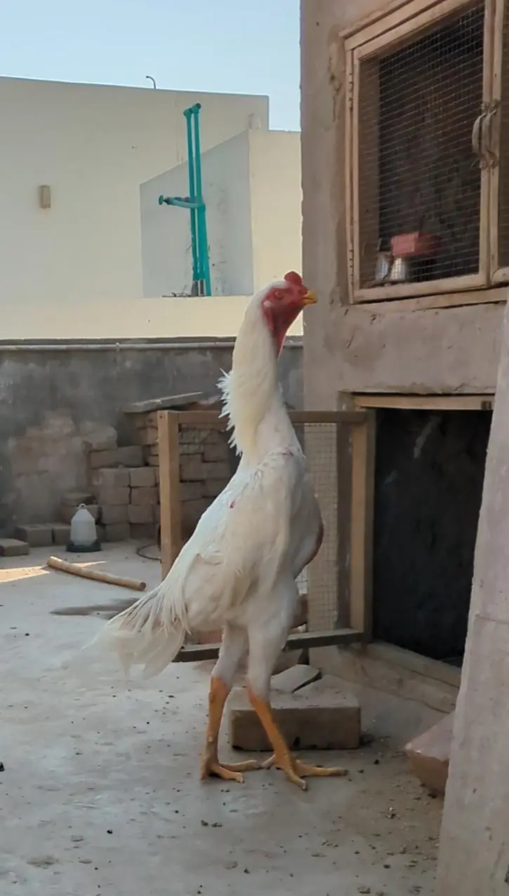 white shamo chicks|German shamo|o shamo| aseel chicks| king size shamo — photo 9