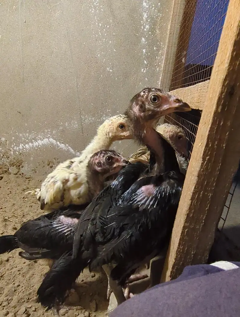 white shamo chicks|German shamo|o shamo| aseel chicks| king size shamo — photo 10