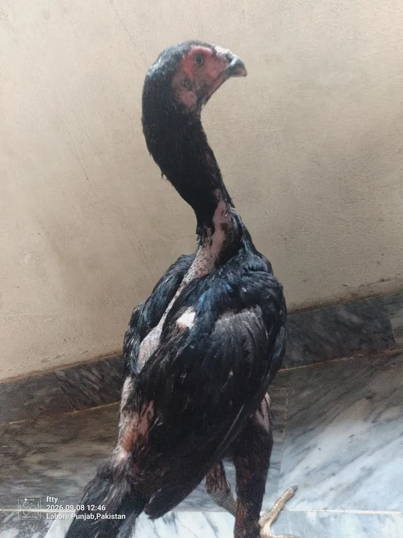 Pure shamo TANAKA male homebreed — photo 4
