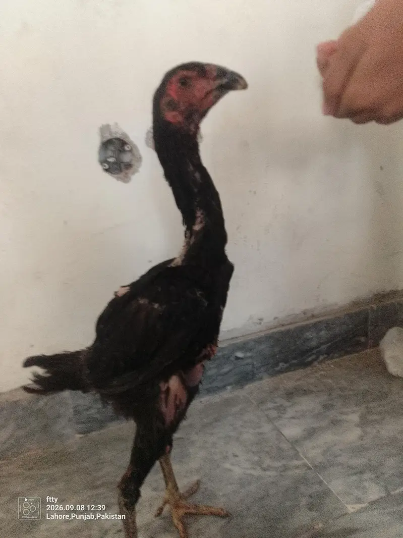 Pure shamo TANAKA male homebreed — photo 5