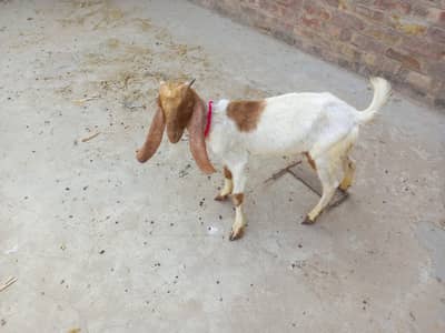 bakra