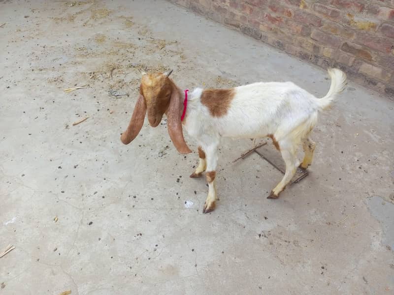bakra 0