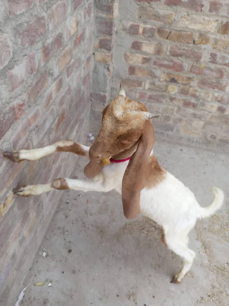 bakra 1