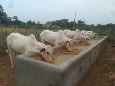 fatehjangi for sale bachy