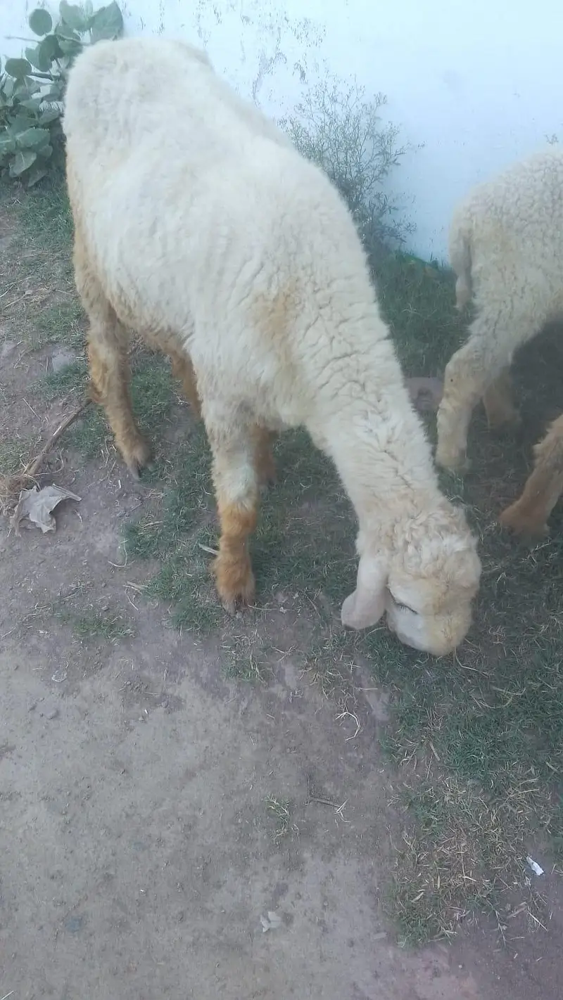 desi mundra pair for sale in  low price — photo 2