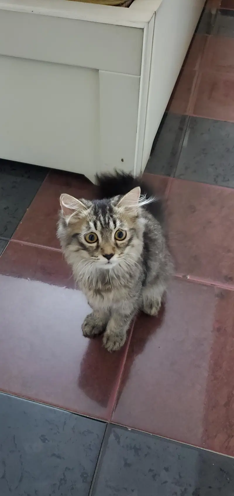 triple coat Persian kitten with blue eyes — photo 6