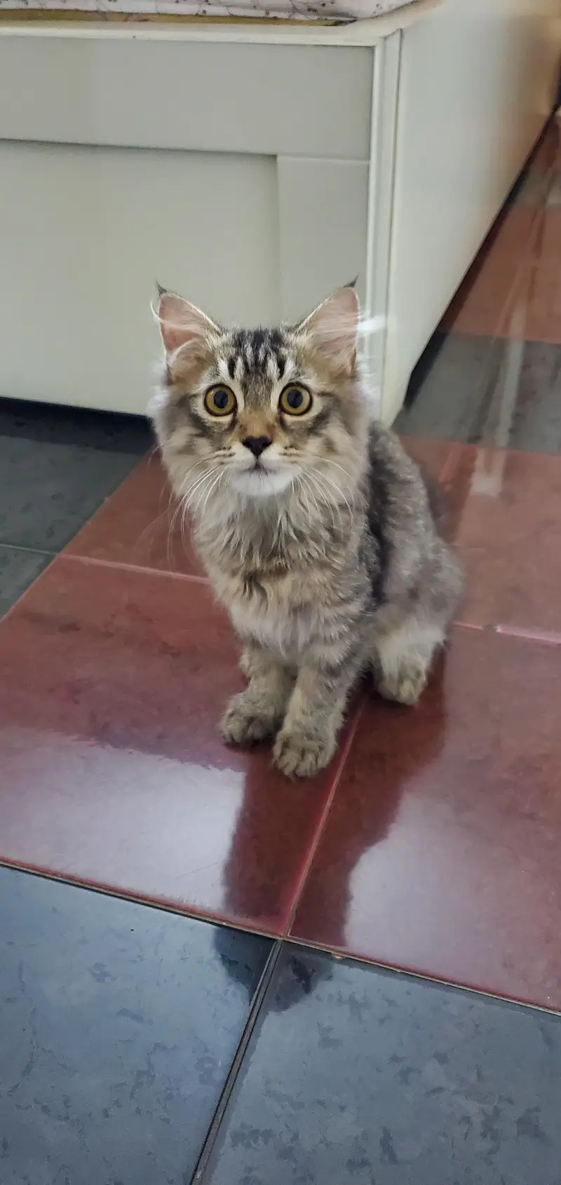 triple coat Persian kitten with blue eyes — photo 7