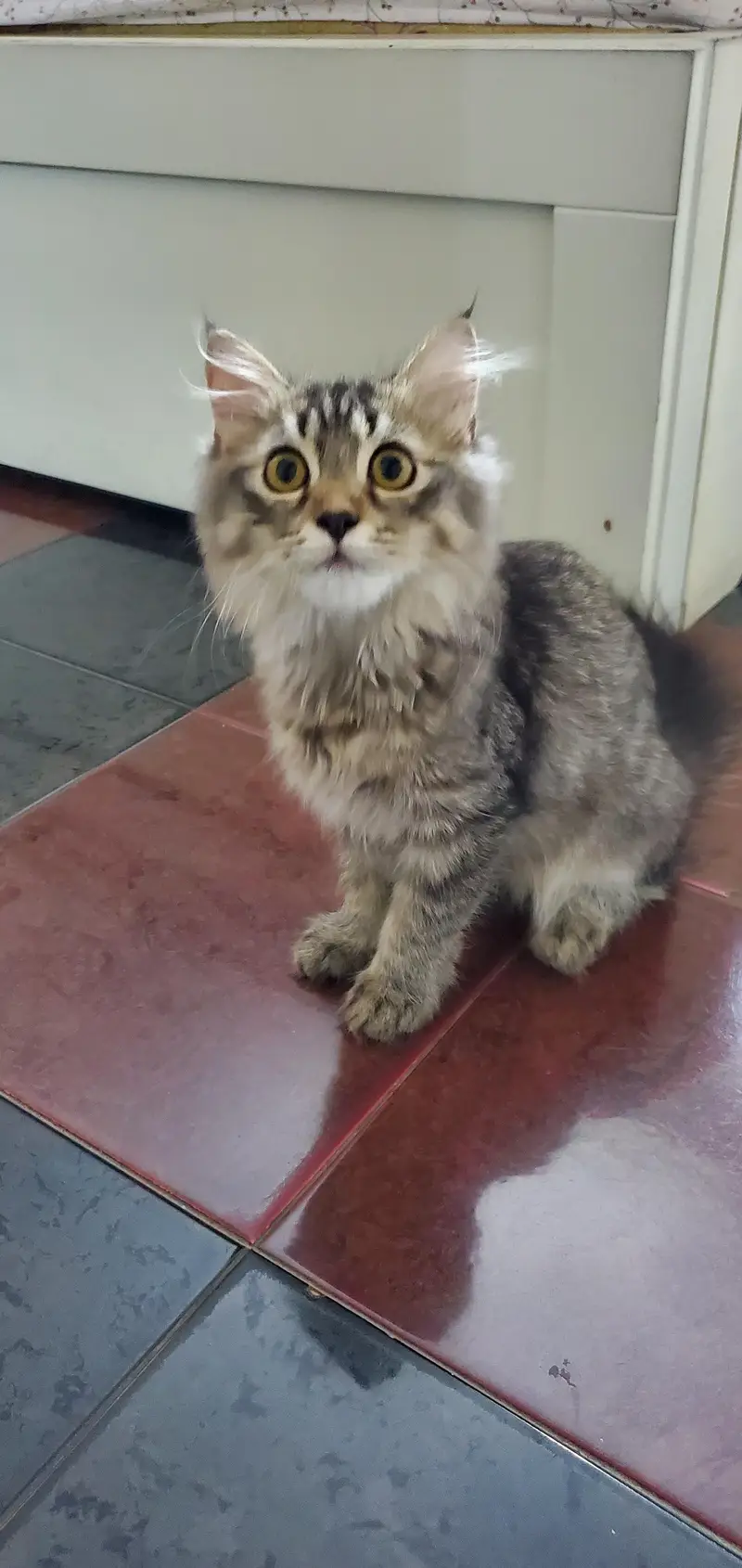 triple coat Persian kitten with blue eyes — photo 8