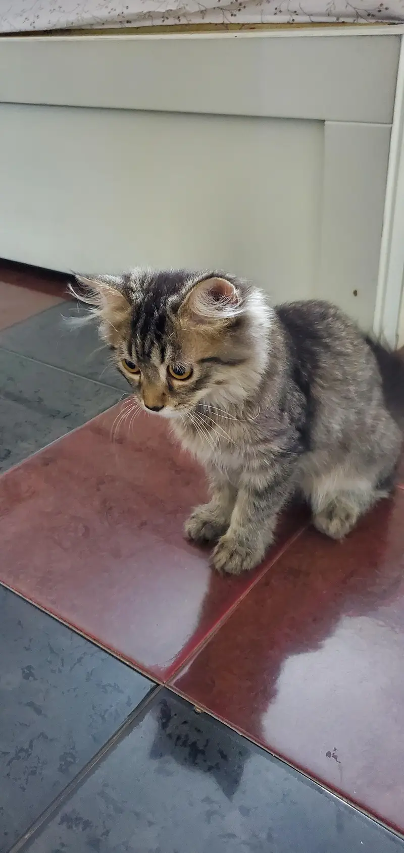 triple coat Persian kitten with blue eyes — photo 9