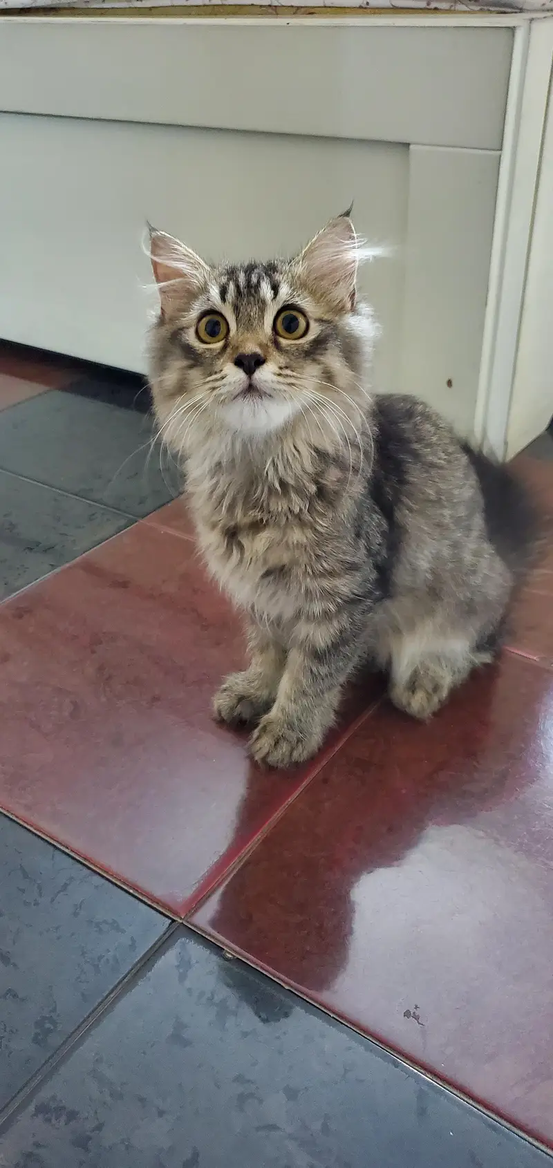 triple coat Persian kitten with blue eyes — photo 10