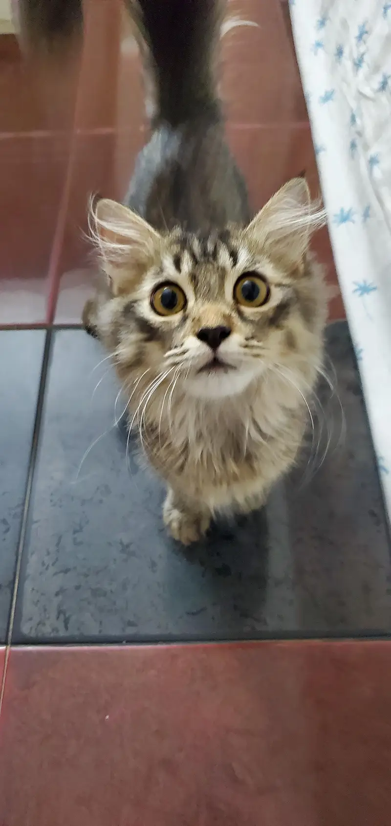 triple coat Persian kitten with blue eyes — photo 11