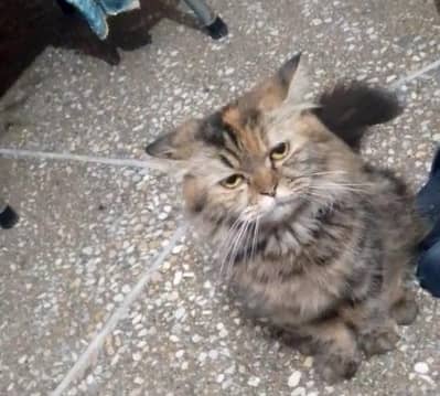 Persian Cat for Sale