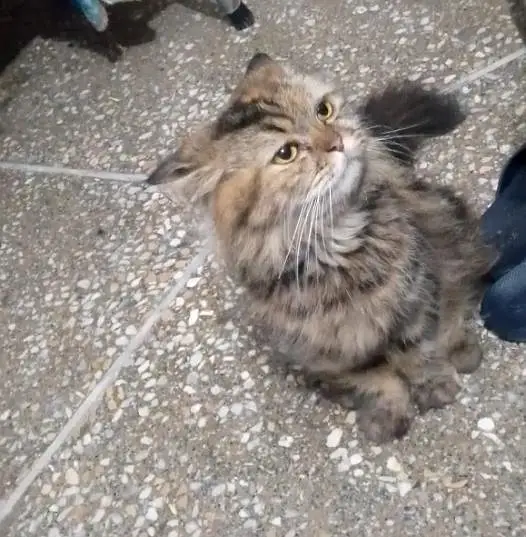 Persian Cat for Sale — photo 2
