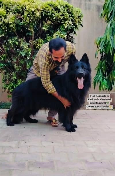 Black Shepherd Pedigree Male For Breeding Purpose Inl Kabirwala KWL