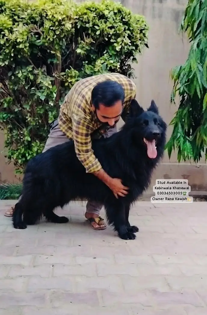 Black Shepherd Pedigree Male For Breeding In Kabirwala Khanewal — photo 2