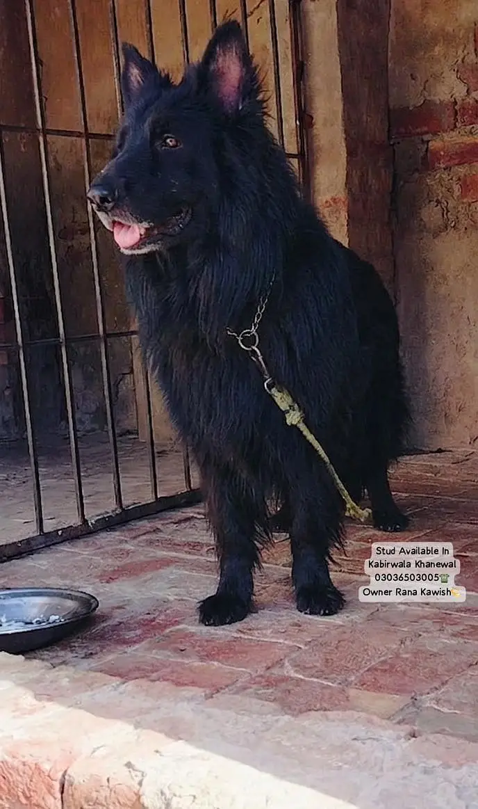 Black Shepherd Pedigree Male For Breeding In Kabirwala Khanewal — photo 3