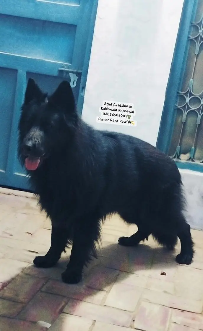 Black Shepherd Pedigree Male For Breeding In Kabirwala Khanewal — photo 4