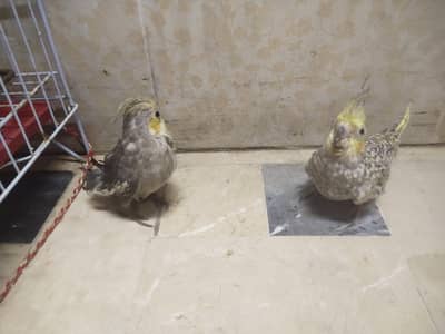 cocktail chicks available for sale