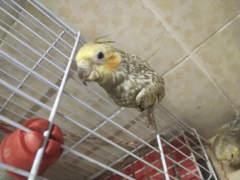 cocktail chicks available for sale — photo 9