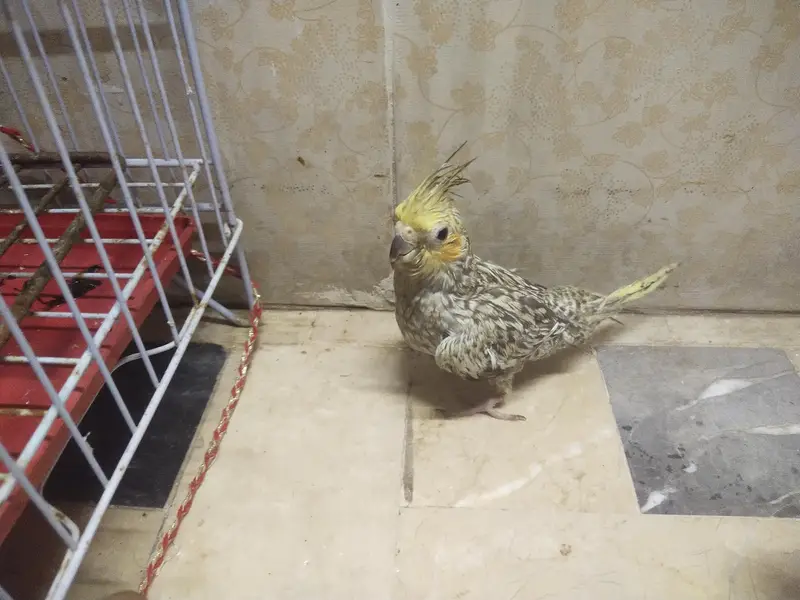 cocktail chicks available for sale — photo 10