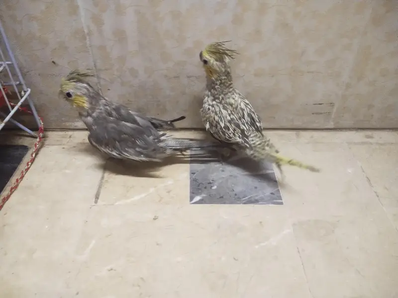 cocktail chicks available for sale — photo 11