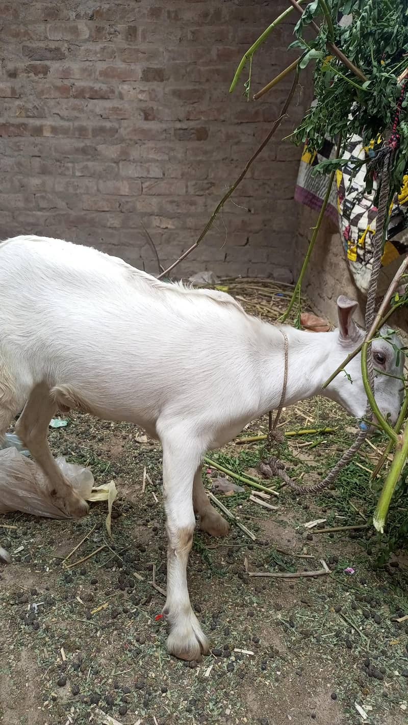 bakra 2