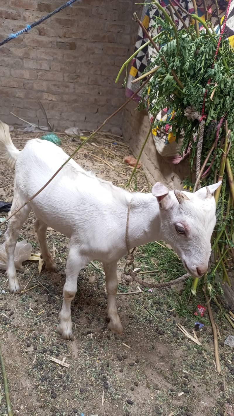 bakra 3