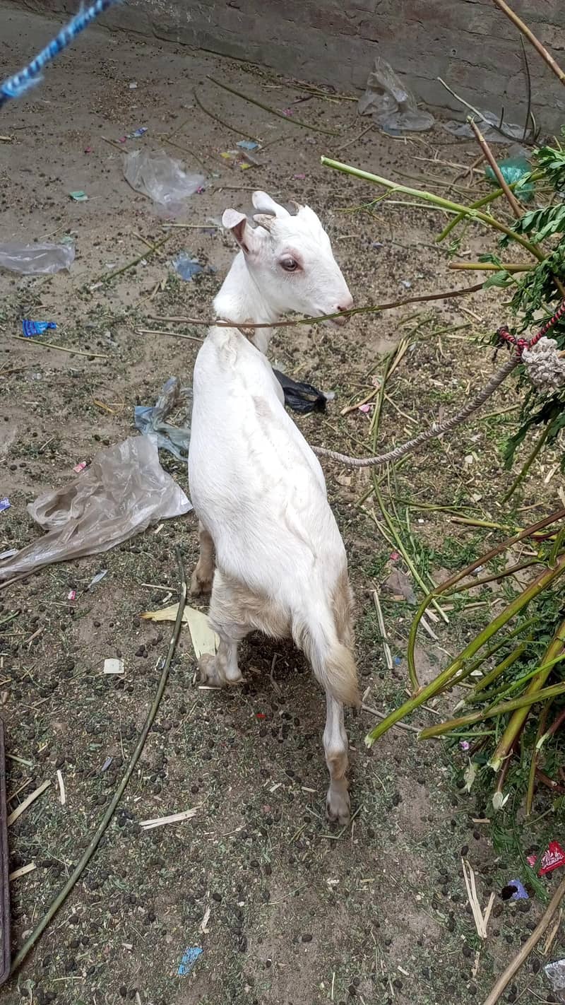 bakra 4