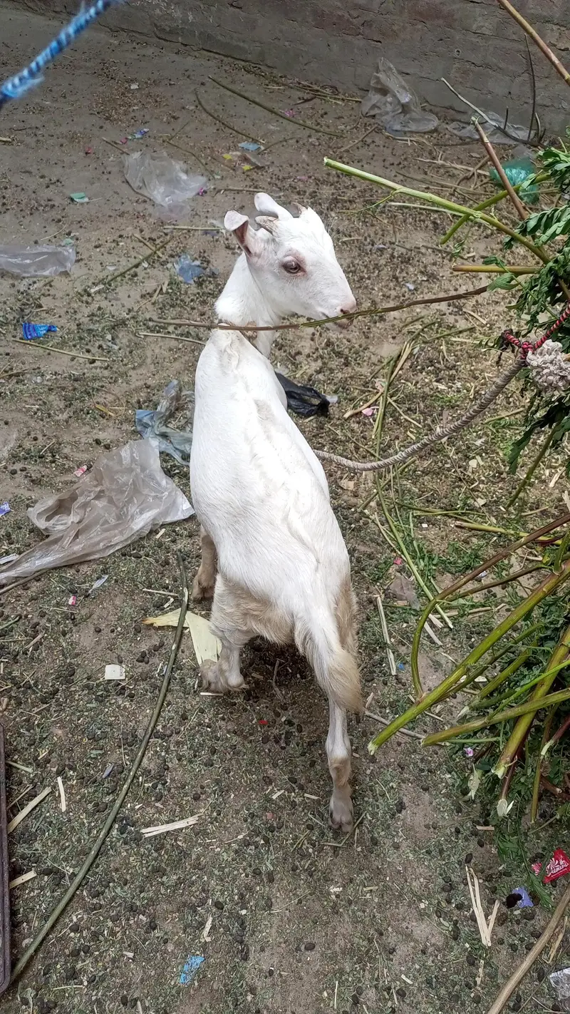 bakra — photo 5