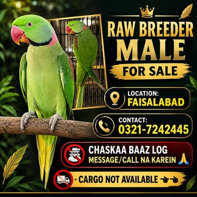 Raw Breeder Male