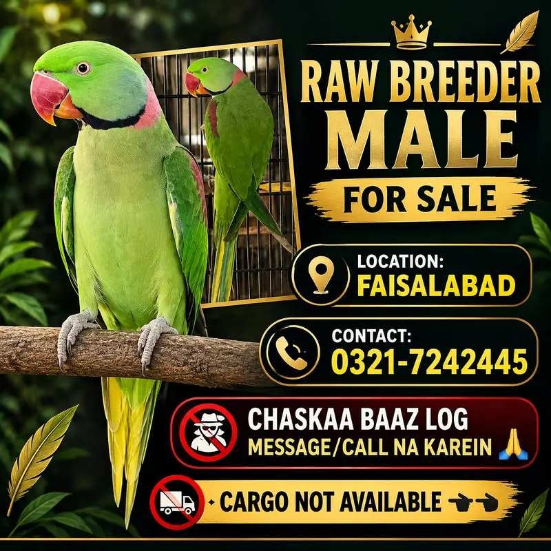 Raw Breeder Male — photo 2