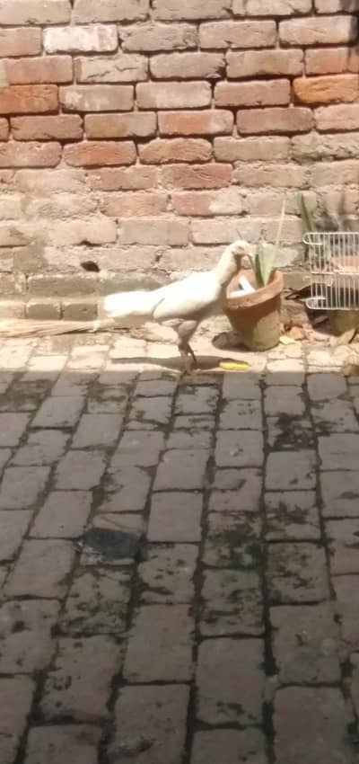 yA seel hira murgi white color me h