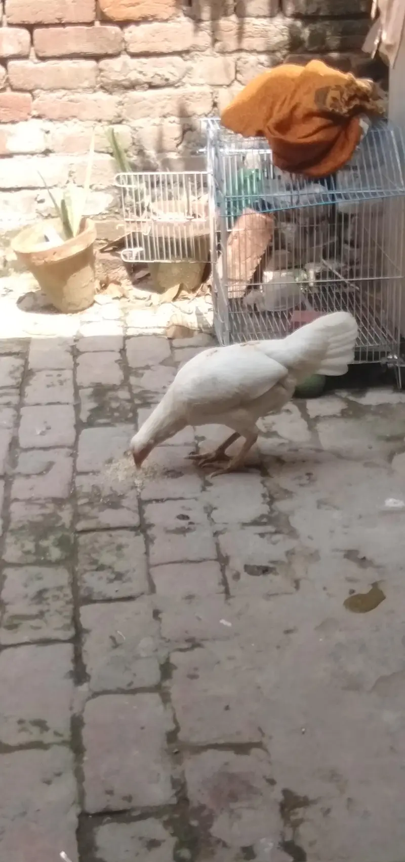 yA seel hira murgi white color me h — photo 3