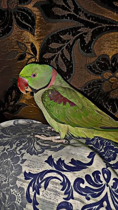 Alexander parrot , raw parrot hand tamed and talking