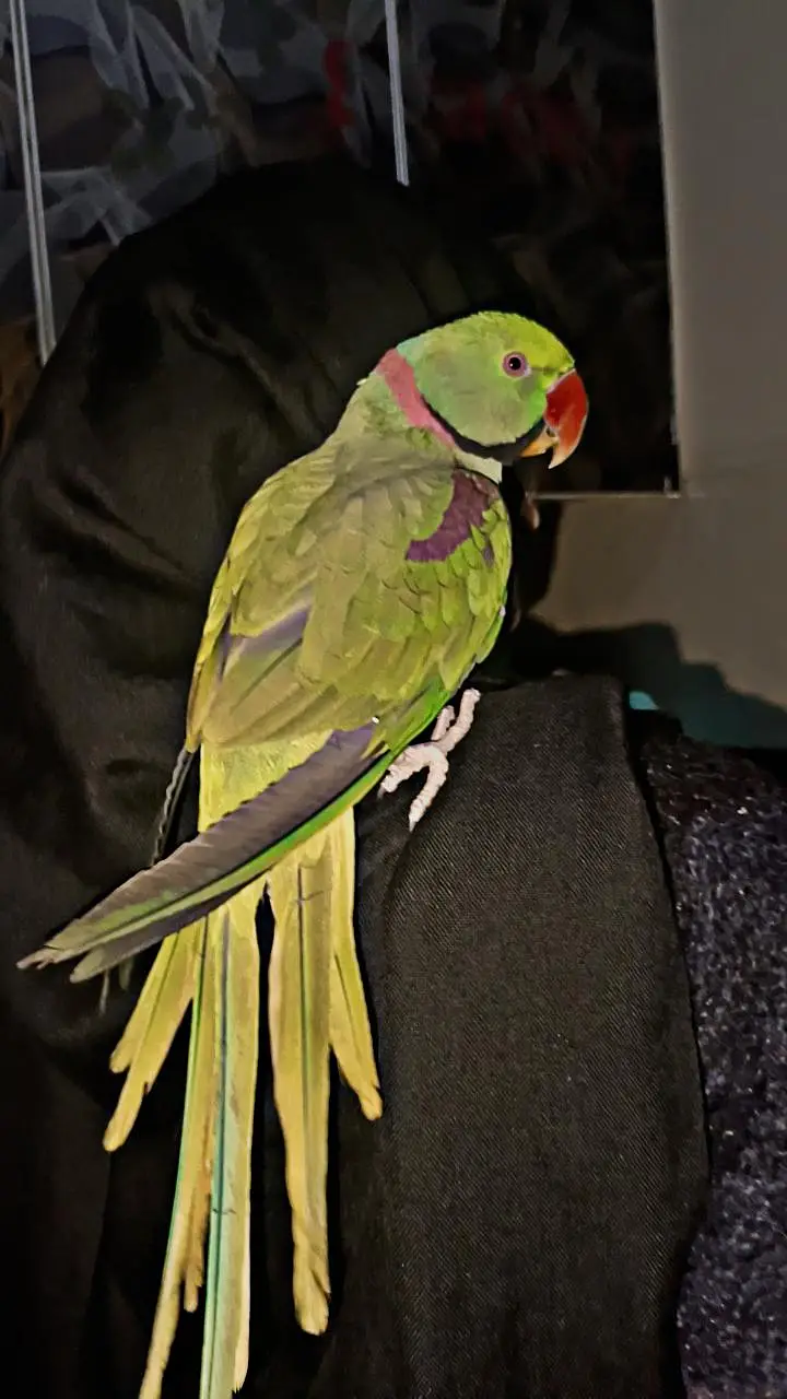 Alexander parrot , raw parrot hand tamed and talking — photo 2