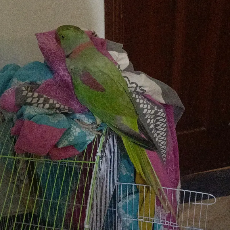 Alexander parrot , raw parrot hand tamed and talking — photo 3
